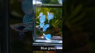 Blue Gr Guppy Fish