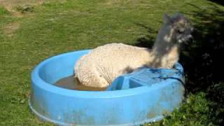 Alpaca in paddling pool