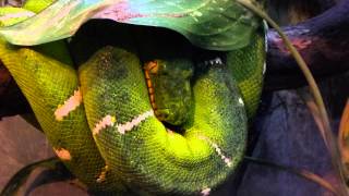 #2951, Serpiente verde venenosa [Raw], Animales salvajes