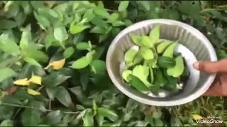 சத்து மிக்க சிறுகுறிஞ்சால் இலைக்கஞ்சி  (gymnema sylvestre leaves soup) screenshot 5