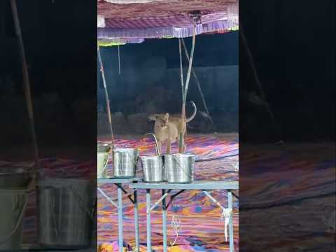 शादी के रिसेप्शन में अनोखा मेहमान | सब रह गए हैरान 😲