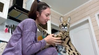 BOBCAT's RUFUS FIRST NIGHT IN THE NEW HOUSE / Serval really missed me