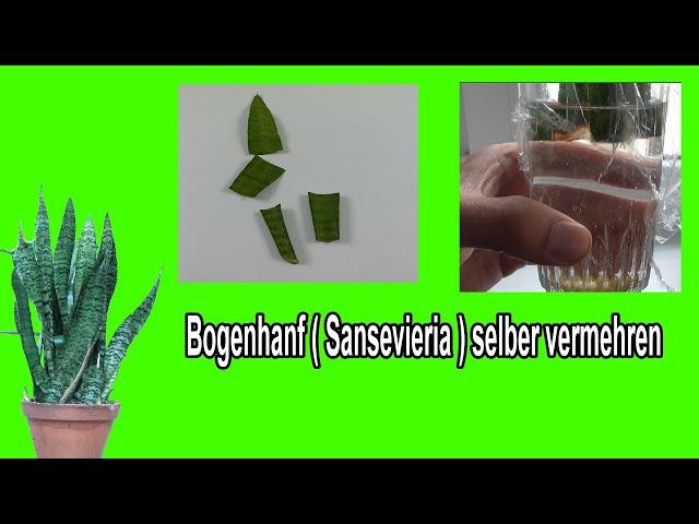 minze topfpflanze Minzepflanze kaufen – Green Me Up