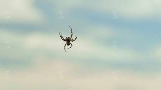 A small spider crawls on web a swaying in the summer wind