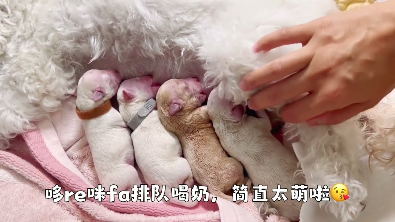 泰迪狗狗生产日记Toy poodle giving birth to 5 cute puppies