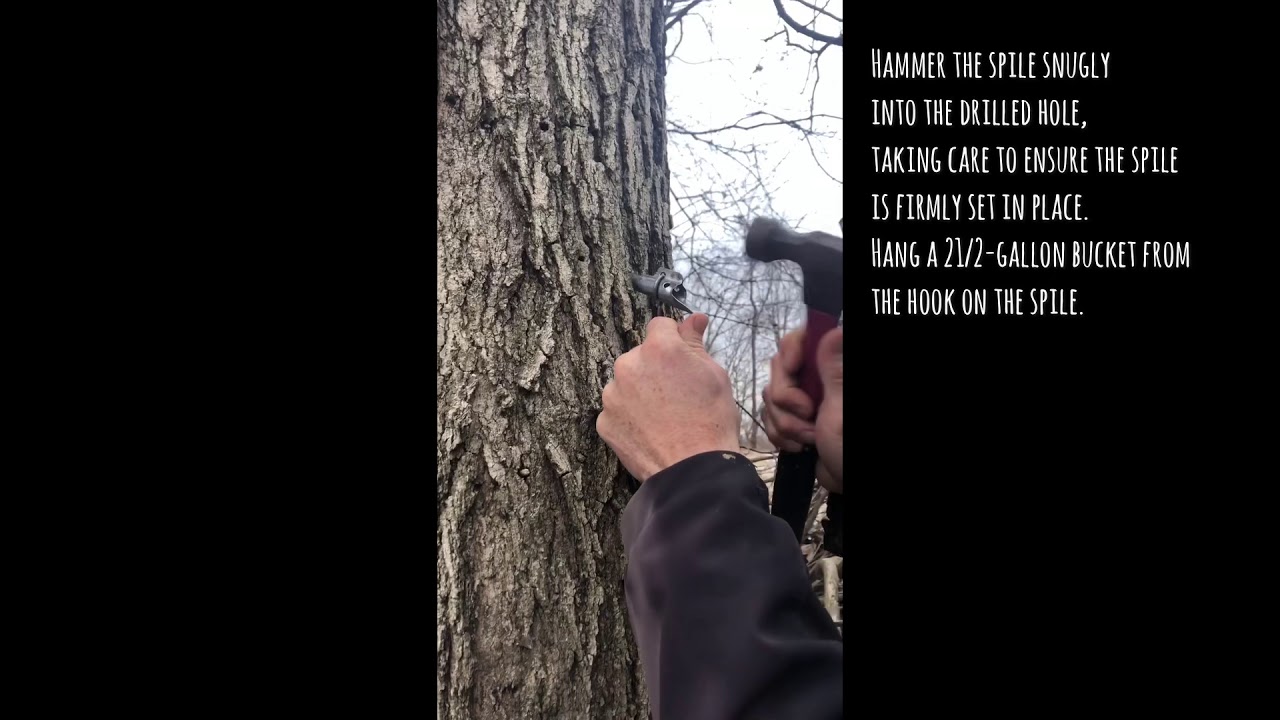 Small Scale Maple Syrup Production