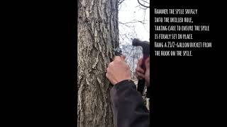 Small Scale Maple Syrup Production Wealth