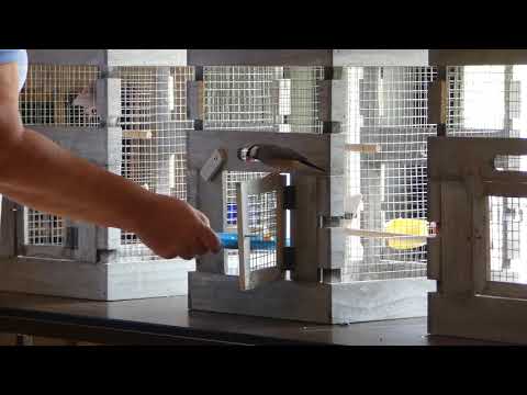 Tame Java Sparrow Hen