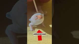 Esses animais arrancam a própria pele PT.2  #animais #curiosidades