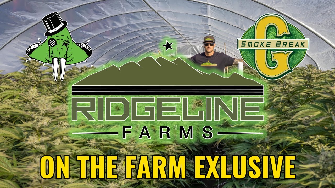 Hangin With The Big Homie Jason Gellman Ridgeline Farms. Humboldt County USA. YouTube