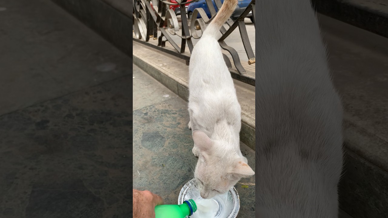 Whitey 🐱 waits for me and now Goodgirl 🐈 also tries to catch me ❤️