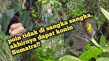 akhirnya dapat juga/peroses pencarian konin liar Sumatra/dan burung kecil lainnya!!..