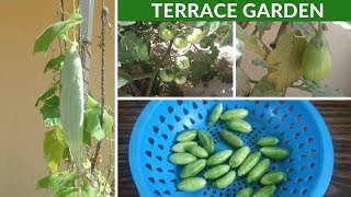 Terrace Garden | Maadi Thottam