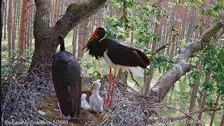 Black stork Bolewice  Bociany czarne Skierka & Królewicz Love Karmienia pięcioraczków