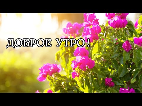 Доброе утро! С добрым утром. Доброго утра и хорошего дня! Добрый день!
