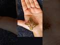 Mandala Design for Hand💥#mehndi#kmdesigns#heena design #ytshorts #shortsvideo #viralvideo#shorts