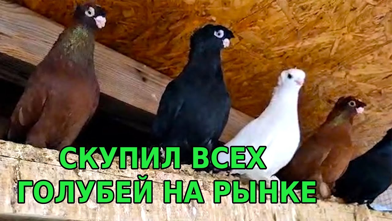 Скупил всех голубей на рынке! Двухчубые голуби. Tauben. Pigeons. Palomas. Pombos. 비둘기.