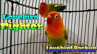 Pancingan Lovebird Fighter PaskunJo Lovebird Ngekek Panjang Lovebird Ngetik Durasi Mental KOWEK Kwek