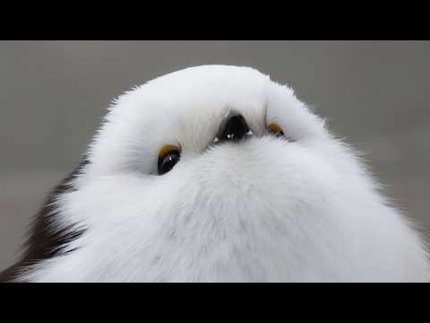 The Adorable and Chubby Bird: Meet the Long-Tailed Tit