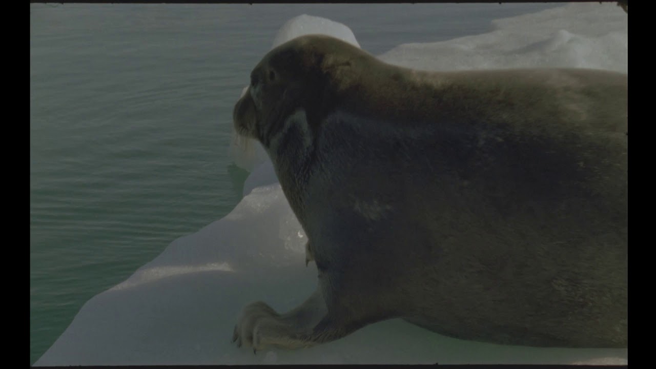 CHUBBY SEAL Wiggles off the Ice YouTube