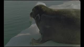 CHUBBY SEAL Wiggles off the Ice