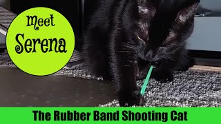 The Rubber Band Shooting Cat