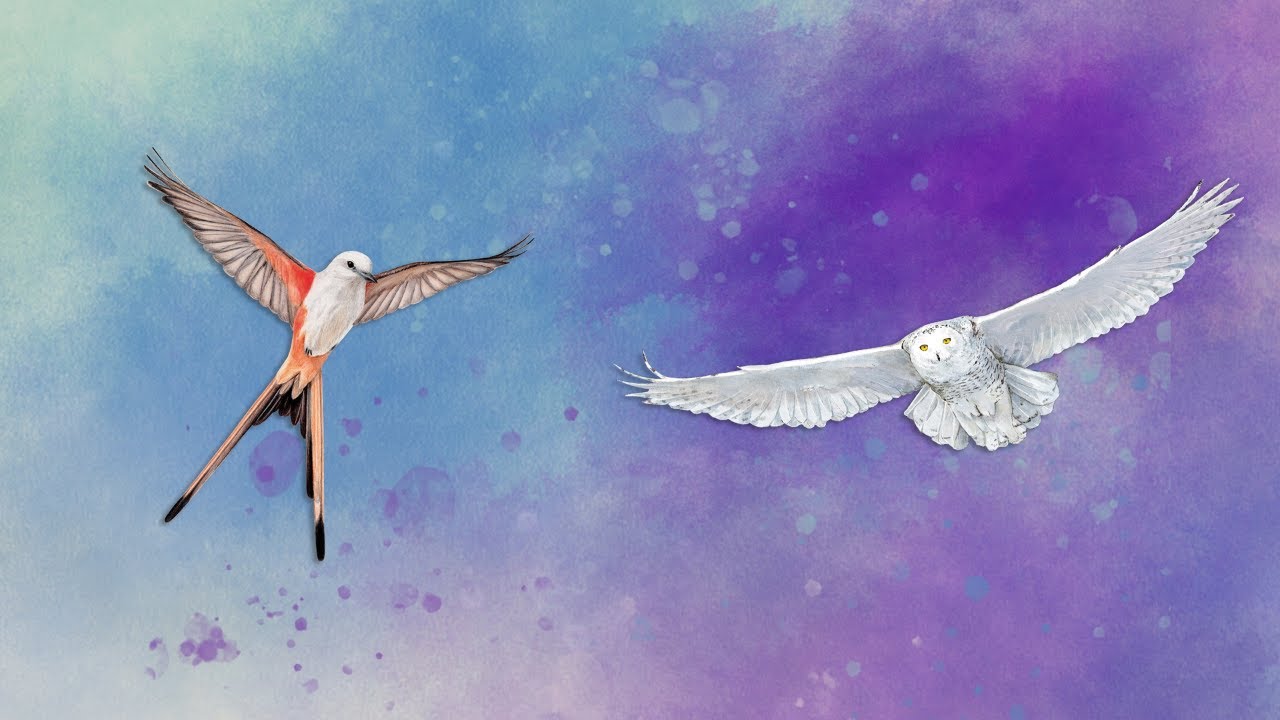 🎲🦢 Music for playing Wingspan Música para jugar a Wingspan YouTube