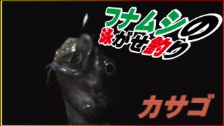 フナムシの泳がせ釣りは喰いが良い捕獲の仕方(35話目)
