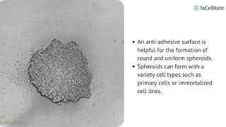 Introduction to spheroid | 3D in structure | primary cells & immortalized cell lines