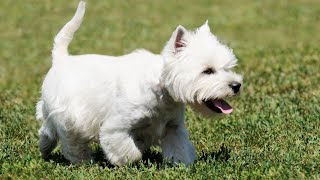Meet The West Highland White Terrier: A Loyal and Energetic Companion