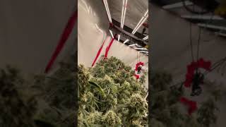 Gavita 1700e LED. Week 8 Floraflex Nutrients.