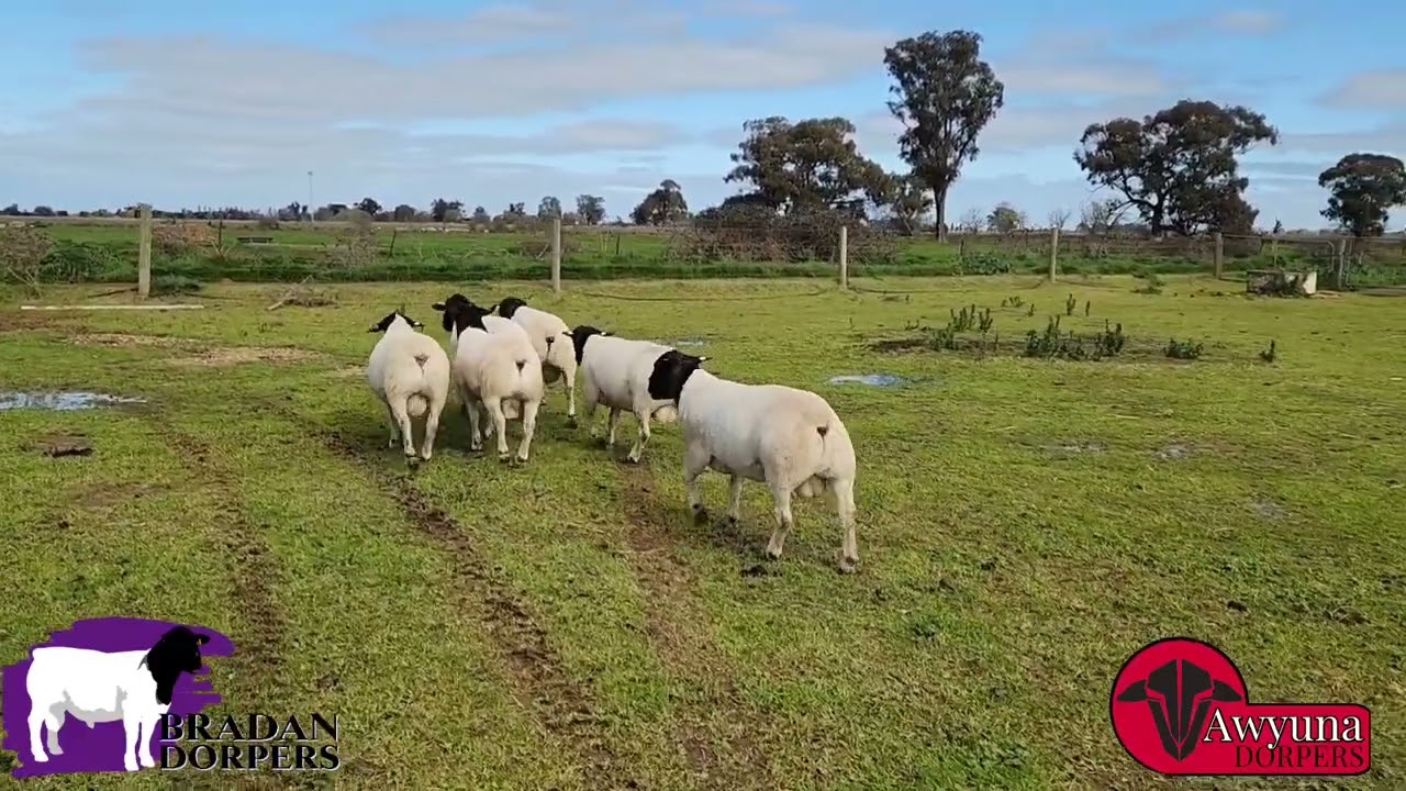 2023 Cobar Ram Sale - Rams are Ready!