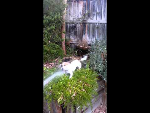 Jack Russell x Mini Foxie goes crazy over water