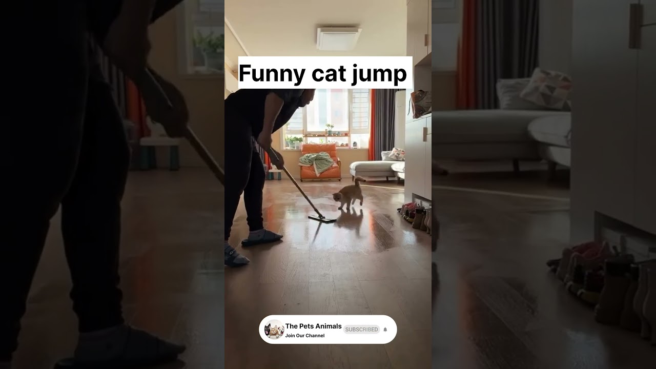 Epic Cat Jump Fail! 😂😺 Funniest Jump Ever | Viral Cat Short