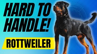 7 Reasons Most People Cant Handle Rottweiler Dogs