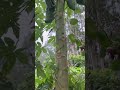 This papaya has too many side branches, it's easy to break and relieve stress #Relieve str #7e111
