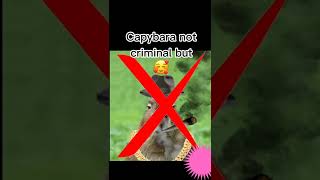 Download Lagu 𝙘𝙖pybara😁 MP3