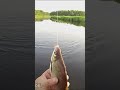 Редкая рыбка такая  #fishing #рыбалка #shortsclip