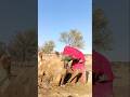فتاة صحراوية تعتني بجملها في ظروف صعبة وتستخدم إناء بطريقة غريبة لتمنحه البرودة على الرمال