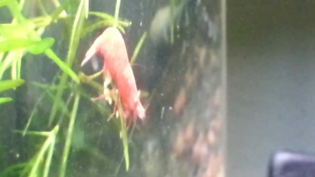 Red fire shrimp laying eggs part 2 YouTube