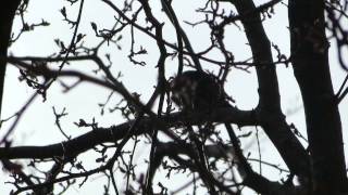 Starling mimics red-shouldered hawk, Canada goose
