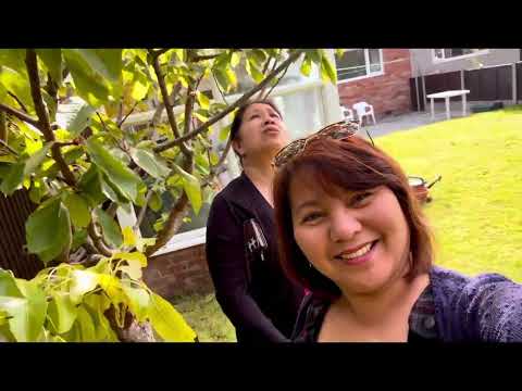 Spent time with honey.. Harvesting the pears..(sakapitbahay)