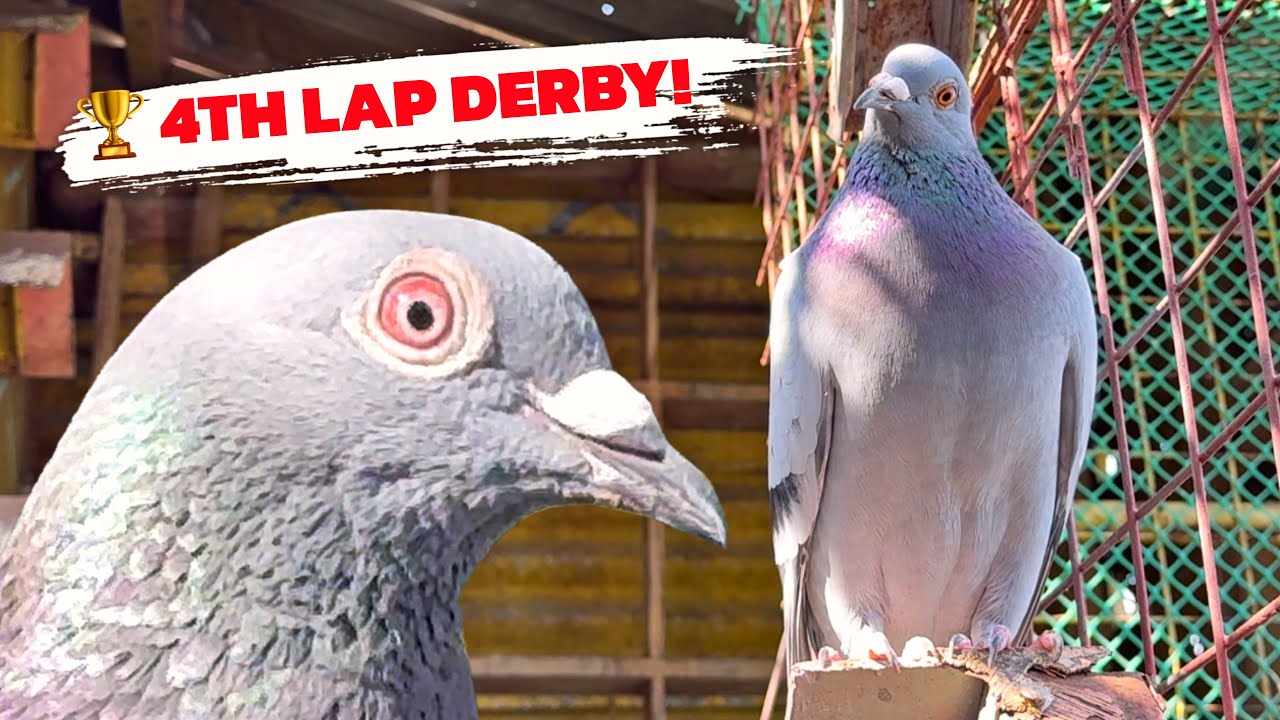 MAKAUWI KAYA SI BLUE BAR SA NEXT LAP NG KARERA?