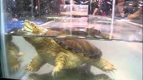 Hypo Common Snapping Turtle