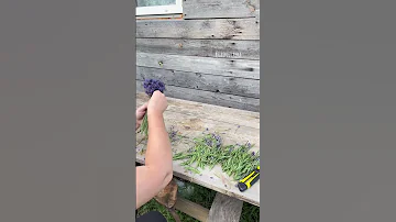 Букетик из лаванды своими руками 💜