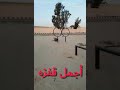 اصعب قفزه في السرك المصري