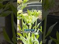 Do You See Aphids on Your Plants?