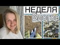 НЕДЕЛЯ ВЛОГОВ/ДЕНЬ 4/МОРЕ И ШИКАРНЫЕ МАГНОЛИИ/МЕЧТАЮ О ДОЖДЕ/ЦВЕТНАЯ КАПУСТА НА УЖИН/МОЙ ПОДАРОЧЕК