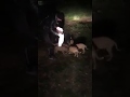 Feeding homeless puppies