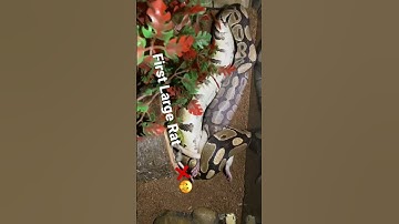 Ball Python First Large Rat Feeding